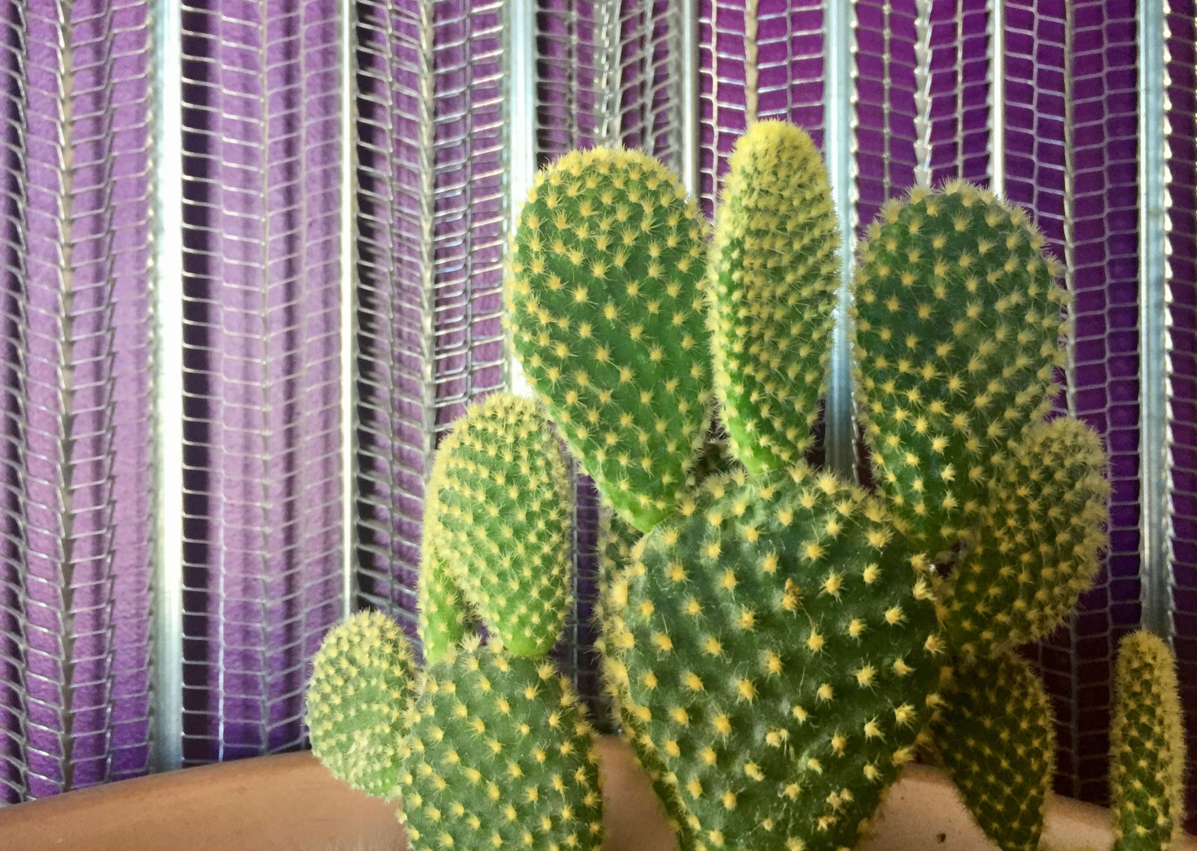 Cactus at Saguaro Market